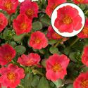 Bild von Portulaca P12 Tropical punch